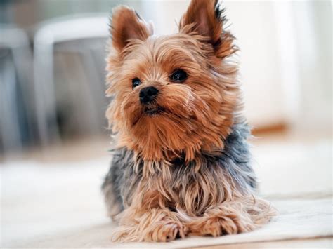 Living in a small space, but still want a dog? These 13 popular dog