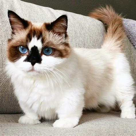 Gambar kucing siam binatang menyusui bertulang belakang kecil. 15 Baka Kucing Comel Yang Anda Patut Tahu! | Fanatik Kucing