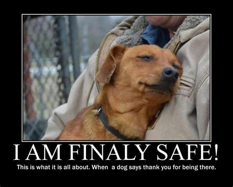 Feeling Safe ♥ This Is What Its All Aboutwhen A Dog Says Thank You