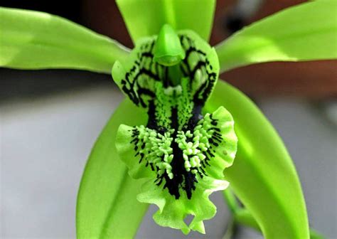 Anggrek Hitam, Flora Khas Kalimantan yang Terancam Punah