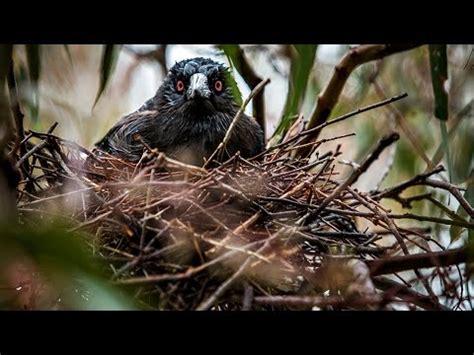 Man sits for lunch in australia, magpie attacks his eyes. A bird's eye view on magpie attacks - YouTube