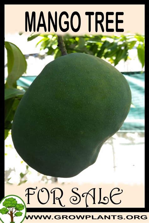 Affirm starting at 0% apr on orders $200+. Mango tree for sale - Grow plants