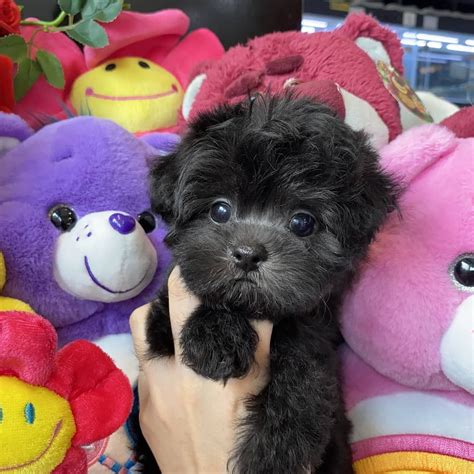 The toy poodle became part of english history during the 18th century as a miniature to its counterpart the standard poodle. black toy poodle puppies for sale | Toy poodle puppies, Mini poodle puppy, Poodle puppy