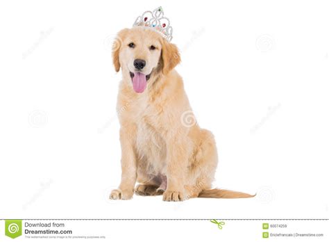Golden Retriever Puppy Sitting With Crown Looking Straight Isola Stock