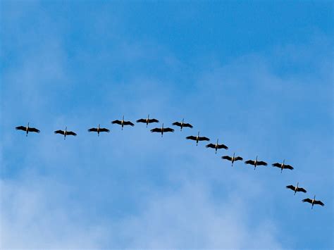 Why Do Birds Migration Hutomo