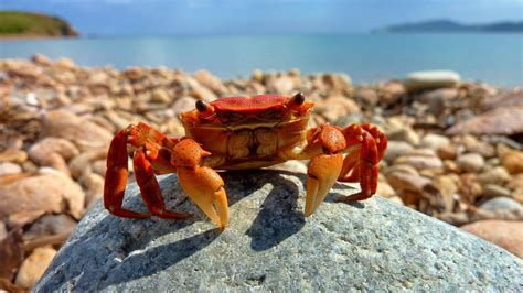 Crab Wallpapers Top Free Crab Backgrounds Wallpaperaccess