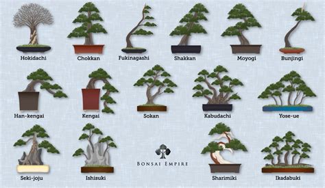 Tipos De Bonsai Según Su Diseño