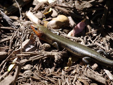 Broad Headed Skink Facts And Pictures
