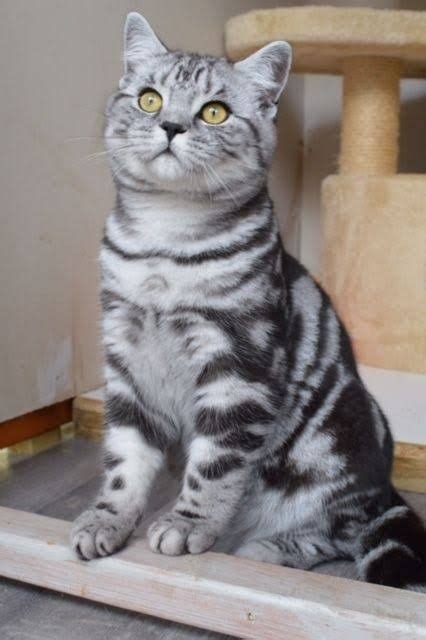 Pin By Siky On Cute Cats British Shorthair Silver Tabby American