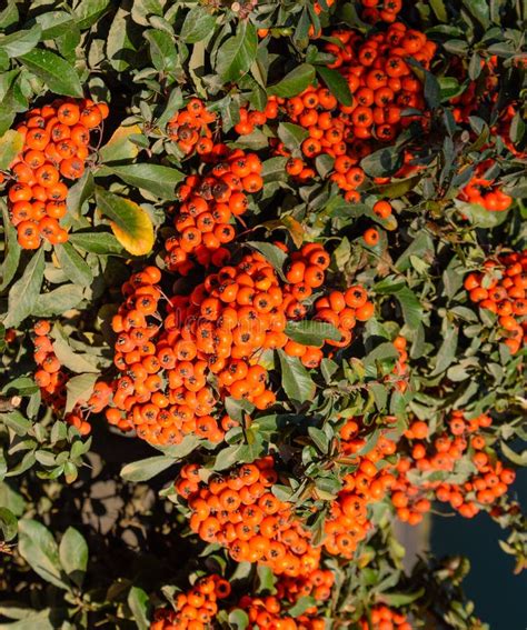 Orange Autumn Berries Of Pyracantha With Green Leaves On A Bush Brush