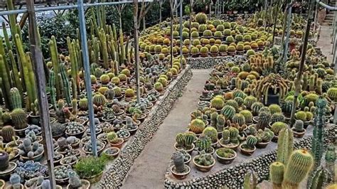 Berikut ialah senarai tempat menarik yang terdapat di cameron highlands yang boleh dikunjungi Foto de Cactus Valley