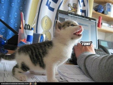 Rawr Funny Cat Pictures Funny Cat Memes Cats