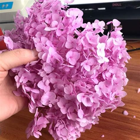3g Lot Natural Fresh Preserved Flowers Dried Hydrangea Flower Head For