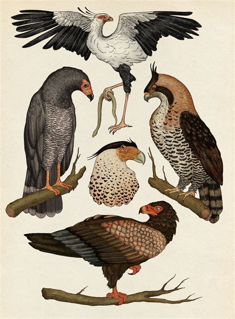 Birds Of Prey Animal Drawings Scientific Illustration Animal Paintings