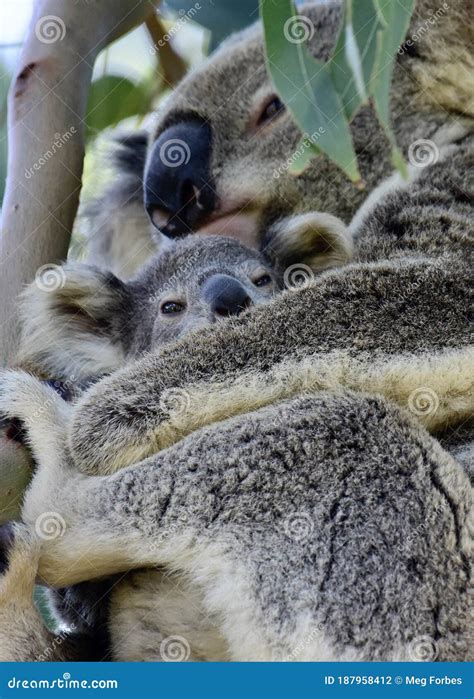A Wild Koala Cuddling Her Joey On Redlands Coast In South East