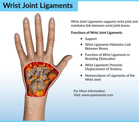 Wrist Joint Anatomybones Movements Ligaments Tendons Abduction