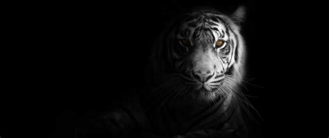 Download Wallpaper 2560x1080 Tiger Big Cat Predator Glance Shadow