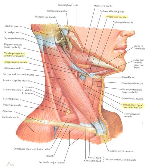 Neck Muscles Posterior