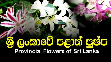 Provincial Flowers Of Sri Lankaශ්‍රී ලංකාවේ පළාත් පුෂ්ප Youtube