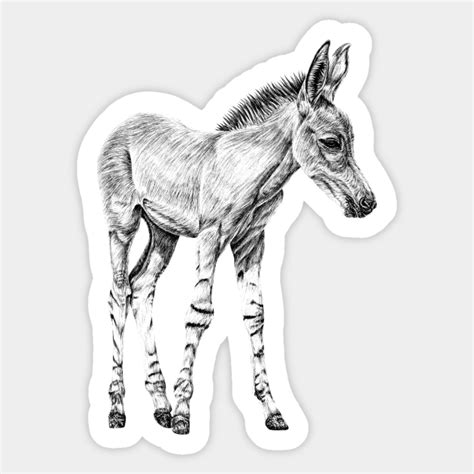 somali wild ass foal illustration somali wild ass sticker teepublic