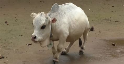 Tiny Cow Hopes To Break The Record For Worlds Smallest Cow
