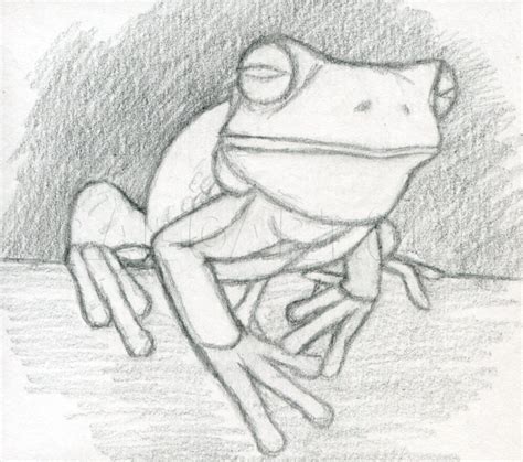 Frog Drawing Drawing Guide Drawing Reference Drawing Board Realistic Drawings Art Drawings