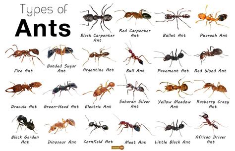 Get Rid Of Ants In Your Home 7 Tips Support Articles