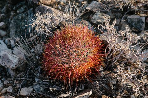 Red Barrel Cactus Is A Species Of Cactus Native To The Moj Flickr