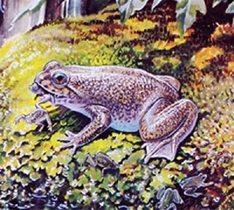 De Extinction Scientists Produce Cloned Embryo Of Extinct Frog That Gives Birth Via Mouth