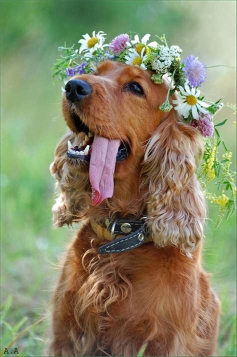 Hippie Dog Funny Pictures Dump A Day