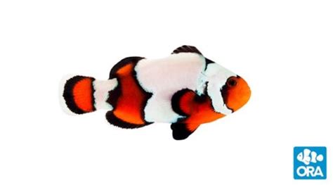 Ora Premium Black Ice Snowflake Clownfish Captive Bred Oceans Garden