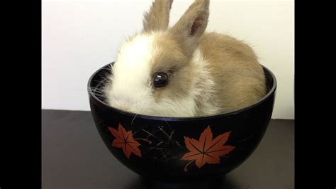 World Cutest Little Bunny Rabbit Lucky Latte 003 Youtube