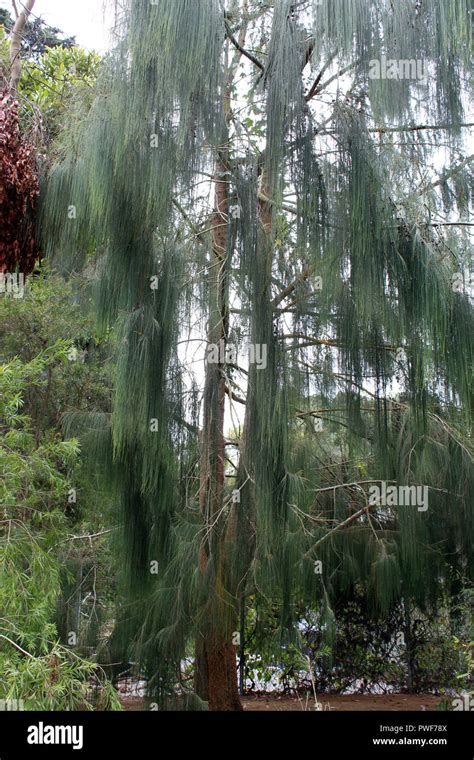 A Weeping Cypress Tree At The San Francisco Botanical Garden In San