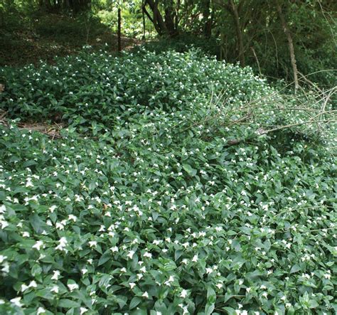 Records reflect the presence of the weed on the date of inspection. Trad | Sydney Weeds Committees