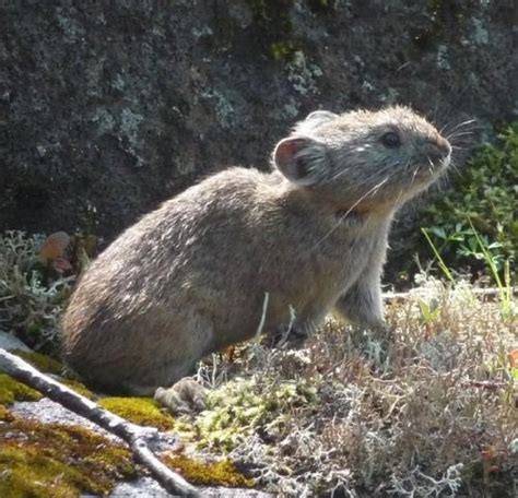 Northern Pika Im Very Excited That Japan Has Pikas Too Animals