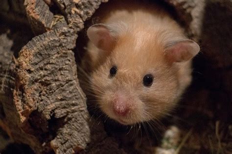Do Hamsters Hibernate Torpor Explained Tinyburrows