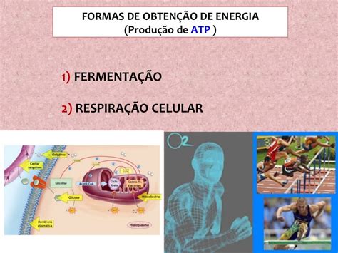 Metabolismo Energético Das Células