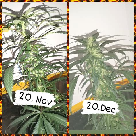Maybe you would like to learn more about one of these? 5 weeks of flowering, opinions please :) | THCFarmer ...