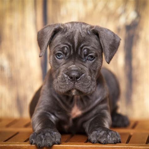 5 Things To Know About Cane Corso Puppies Greenfield Puppies
