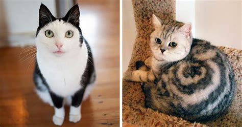 10 Kitties With The Craziest Partterns Ever