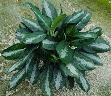 Aglaonema Key Largo Live Plant In A 10 Inch Pot Chinese Evergreen