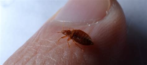How Big Are Bed Bugs To The Human Eye Bed Western