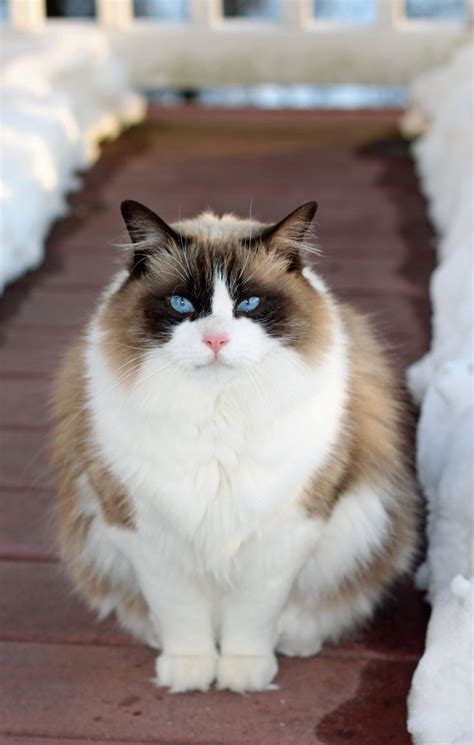 1000 Images About Ragdoll Cats On Pinterest Ragdoll Cats Ragdoll