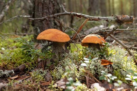 Two Beautiful Edible Orange Cap Boletus Mushrooms In The Forest Stock