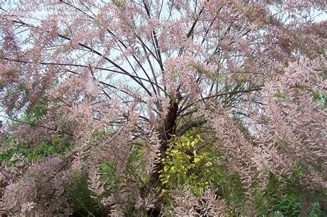 Plant Identification Closed Pink Feathery Tree In The