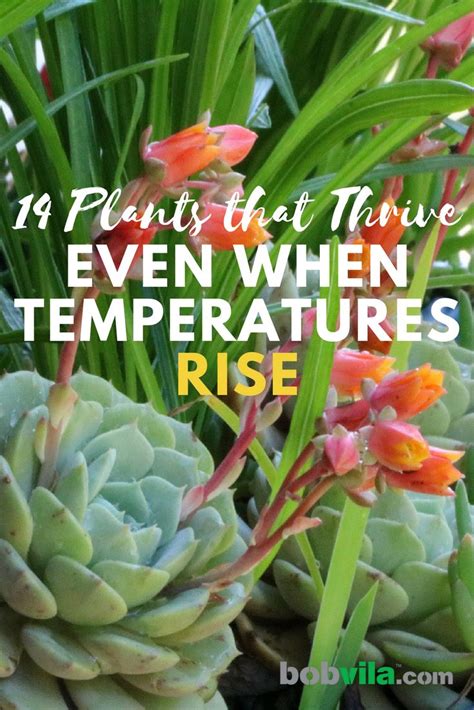 14 Plants That Thrive Even When Temperatures Rise Plants Heat