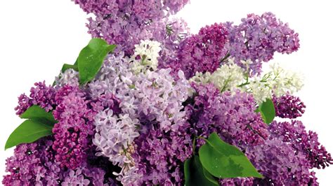 Download Wallpaper Lilacs Bloom Flower Spring Hd Background