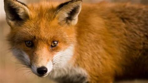 Amazing Facts About Red Foxes Onekindplanet Animal Education