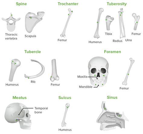 Huesos Estructura Y Tipos Concise Medical Knowledge