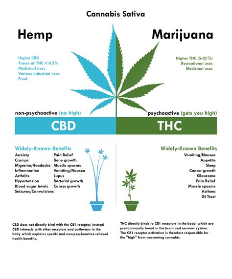 The Basic Principles Of Whats The Difference Between Cbd Thc
